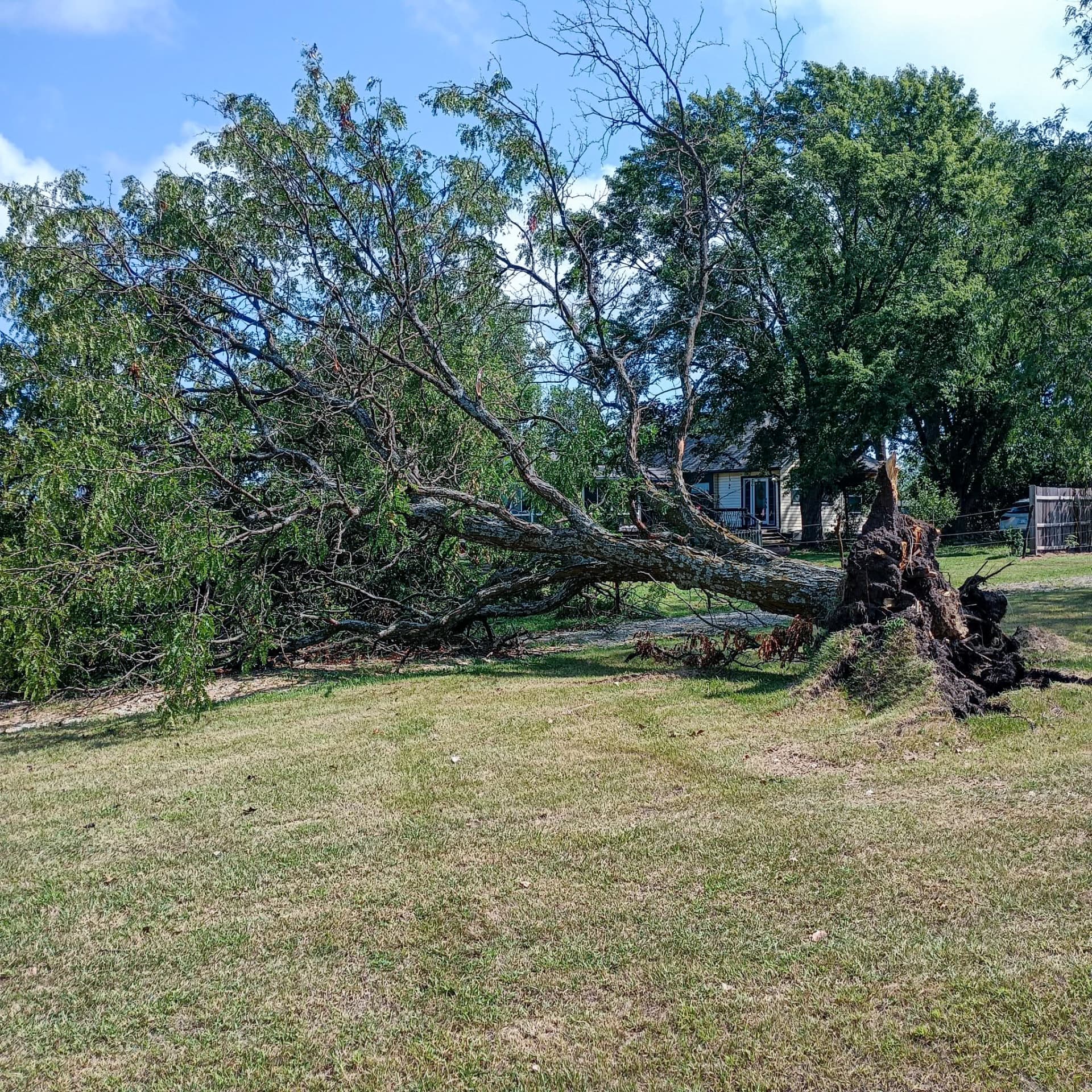 Before: storm-uprooted tree across the yard Before: a large storm-uprooted tree lying across a Kansas yard next to a house