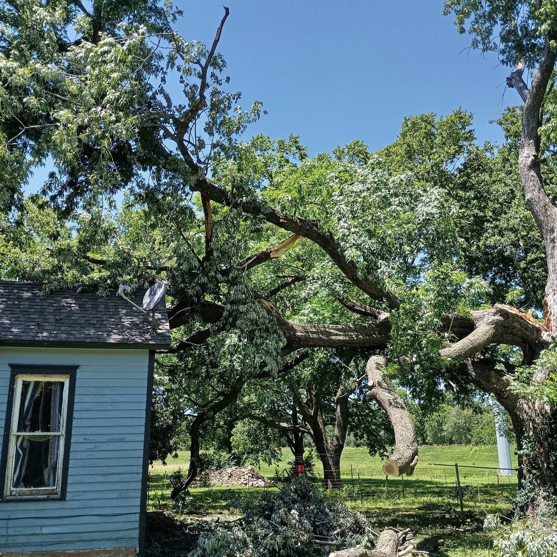 Storm-split limbs hung over a shed Large split and hanging limbs after a storm, resting over a small white outbuilding